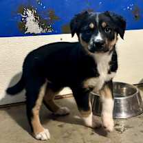 Thumbnail photo of PEPPER BERRY #1