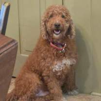 Thumbnail photo of Jingles #1