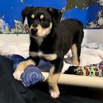 Thumbnail photo of HOLLY #2