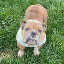 Thumbnail photo of Potato #2