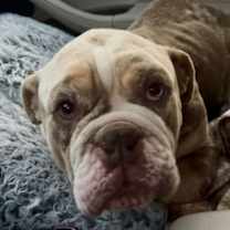 Thumbnail photo of Eggnog #3