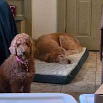 Thumbnail photo of Jingles #3