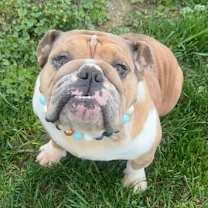 Thumbnail photo of Potato #3