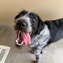 Thumbnail photo of Oreo #1