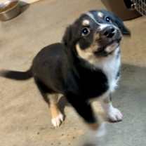 Thumbnail photo of PEPPER BERRY #4