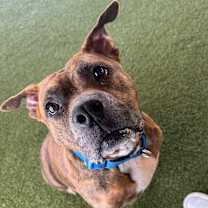 Thumbnail photo of Harley #3