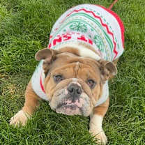 Thumbnail photo of Potato #4