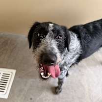 Thumbnail photo of Oreo #2