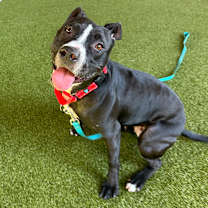 Thumbnail photo of Daisy #1