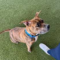 Thumbnail photo of Harley #4