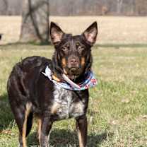 Thumbnail photo of Roxy #3