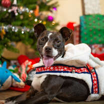 Thumbnail photo of Winston #1