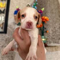 Thumbnail photo of With A Twist #4