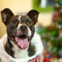 Thumbnail photo of Winston #3