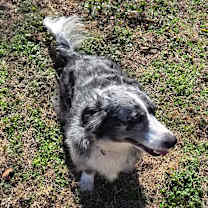 Thumbnail photo of Pepper #4