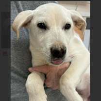 Thumbnail photo of Dan #4