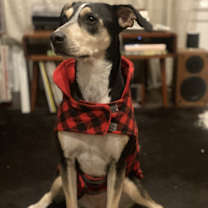 Thumbnail photo of Hazel #1