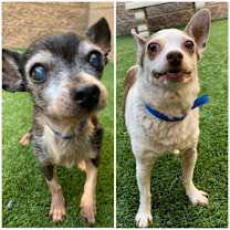 Thumbnail photo of BONDED PAIR #1