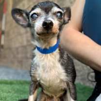 Thumbnail photo of BONDED PAIR #2