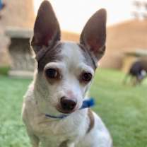 Thumbnail photo of BONDED PAIR #3