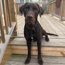 Thumbnail photo of Teddy #1