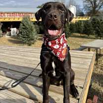 Thumbnail photo of Teddy #3