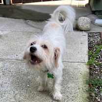 Thumbnail photo of Tulipan #1