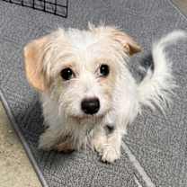 Thumbnail photo of Tulipan #2