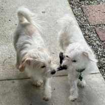 Thumbnail photo of Tulipan #3