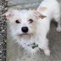 Thumbnail photo of Tulipan #4