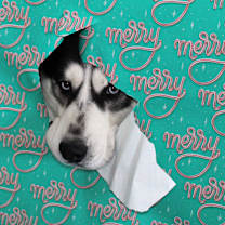 Thumbnail photo of Wolf #2