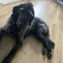 Thumbnail photo of Roscoe #1