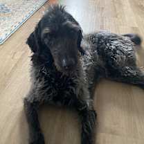 Thumbnail photo of Roscoe #2