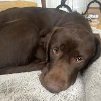 Thumbnail photo of Hershey #2