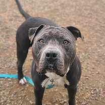 Thumbnail photo of Bentley #1