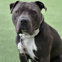 Thumbnail photo of Bentley #2