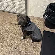 Thumbnail photo of Bentley #3