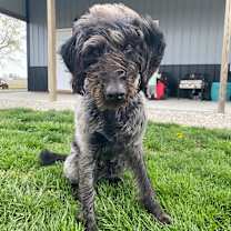 Thumbnail photo of Roscoe #3