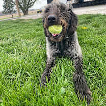 Thumbnail photo of Roscoe #4