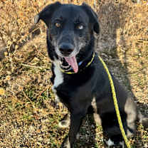 Thumbnail photo of Arrow #1