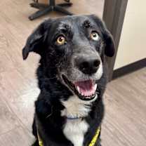 Thumbnail photo of Arrow #2