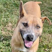 Thumbnail photo of Ligeia #1