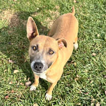 Thumbnail photo of Ligeia #3