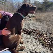 Thumbnail photo of Molly #3