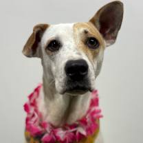 Thumbnail photo of Mojito #1