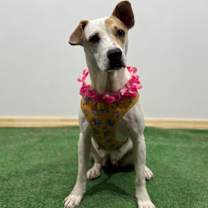 Thumbnail photo of Mojito #4