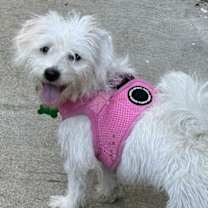 Thumbnail photo of Copita #3