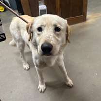 Thumbnail photo of BeauDuke #3