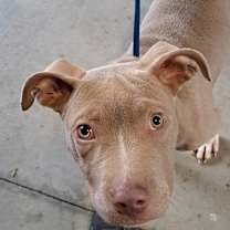 Thumbnail photo of Diago #1