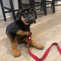 Thumbnail photo of Joseph "Joey" #2